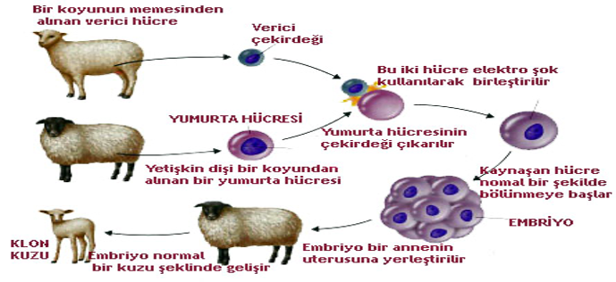 Klonlamaya Genel Bir Bakış